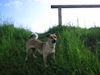 Jack-Russell-Terrier Foto: Ashanti (ID 33232) Jack-Russell-Terrier Hund