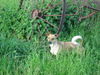 Jack-Russell-Terrier Foto: Ashanti (ID 33234) Jack-Russell-Terrier Hund