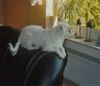 Jack-Russell-Terrier Foto: ich muss alles sehen (ID 12376) Jack-Russell-Terrier Hund