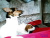 Jack-Russell-Terrier Foto: Axa und Klein-Gizmo (ID 33951) Jack-Russell-Terrier Hund