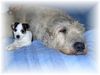 Jack-Russell-Terrier Foto: Jack Russell Terrier (ID 11261) Jack-Russell-Terrier Hund
