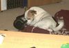 Jack-Russell-Terrier Foto: Timmy (tricolor) und Baja (black&whit) (ID 8589) Jack-Russell-Terrier Hund