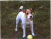 Jack-Russell-Terrier Foto: Billbridge Amber Engl. Imp. Hündin (ID 17440) Jack-Russell-Terrier Hund