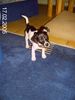 Jack-Russell-Terrier Foto: Was hast Du gesagt? (ID 18735) Jack-Russell-Terrier Hund
