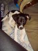 Jack-Russell-Terrier Foto: Unsere Becca! (ID 18737) Jack-Russell-Terrier Hund