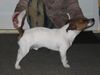 Jack-Russell-Terrier Foto: Hingestellt und eingeschlafen.... (ID 10153) Jack-Russell-Terrier Hund