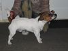 Jack-Russell-Terrier Foto: Hingestellt und eingeschlafen.... (ID 10154) Jack-Russell-Terrier Hund