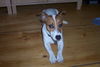 Jack-Russell-Terrier Foto: Bandit (ID 32610) Jack-Russell-Terrier Hund