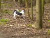 Jack-Russell-Terrier Foto: Lucky 7 Monate (ID 11244) Jack-Russell-Terrier Hund