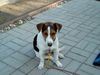 Jack-Russell-Terrier Hund
