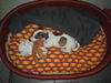 Jack-Russell-Terrier Foto: Der erste Tag bei uns (ID 36559) Jack-Russell-Terrier Hund