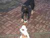 Jack-Russell-Terrier Foto: Mit seinem Freund! (ID 10152) Jack-Russell-Terrier Hund