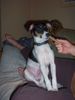 Jack-Russell-Terrier Foto: Das ist unser (ID 9228) Jack-Russell-Terrier Hund