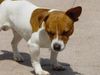 Jack-Russell-Terrier Foto: Timmy,und ich tue mich Sonnen,tut das gut. (ID 22442) Jack-Russell-Terrier Hund