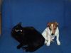Jack-Russell-Terrier Foto: Mein lieber Timmy (JRT) und meine liebe Gerddi (Katze) (ID 18323) Jack-Russell-Terrier Hund