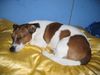 Jack-Russell-Terrier Foto: Chucky- \\\\ (ID 8647) Jack-Russell-Terrier Hund