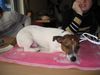 Jack-Russell-Terrier Foto: Chucky- \\ (ID 8646) Jack-Russell-Terrier Hund