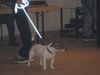 Jack-Russell-Terrier Foto: Auf der Ausstellung (ID 8767) Jack-Russell-Terrier Hund