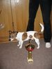 Jack-Russell-Terrier Foto: Chucky- (ID 8642) Jack-Russell-Terrier Hund