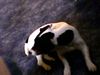 Jack-Russell-Terrier Foto: Meine Jeannie (ID 11640) Jack-Russell-Terrier Hund