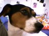 Jack-Russell-Terrier Foto: Meine Jeannie (ID 21371) Jack-Russell-Terrier Hund