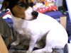 Jack-Russell-Terrier Foto: Meine Jeannie part2 (ID 21372) Jack-Russell-Terrier Hund