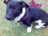 Jack-Russell-Terrier Foto: unser (noch) kleiner Carlo (ID 39864) Jack-Russell-Terrier Hund