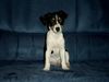 Jack-Russell-Terrier Foto: Das ist unsere Lottte (ID 10151) Jack-Russell-Terrier Hund