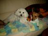 Jack-Russell-Terrier Hund