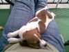Jack-Russell-Terrier Foto: Unser Spike beim schlafen (ID 42160) Jack-Russell-Terrier Hund