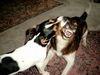 Jack-Russell-Terrier Foto: meine beiden Jungs beim toben! Sieht gefährlicher aus als es ist :) (ID 28777) Jack-Russell-Terrier Hund