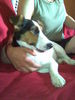 Jack-Russell-Terrier Foto: Pinu gemütlich auf dem Sofa (ID 42517) Jack-Russell-Terrier Hund