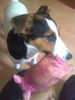 Jack-Russell-Terrier Foto: Pinu und ihr Liebliengsspielzeug * Schwein* (ID 42514) Jack-Russell-Terrier Hund