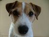 Jack-Russell-Terrier Foto: Shiva (ID 19092) Jack-Russell-Terrier Hund
