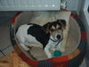Jack-Russell-Terrier Foto: Hallo! Ich finde Jack Russells richtig toll (ID 24943) Jack-Russell-Terrier Hund