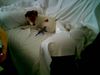 Jack-Russell-Terrier Foto: auch das ist freundschaft (ID 28301) Jack-Russell-Terrier Hund