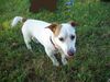 Jack-Russell-Terrier Foto: Bim auf einer Herbstwiese (ID 17150) Jack-Russell-Terrier Hund