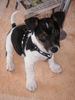 Jack-Russell-Terrier Foto: Das ist Pepino, der Schönling, mit 10 Wochen (ID 32424) Jack-Russell-Terrier Hund