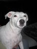 Jack-Russell-Terrier Foto: Timmi als Wachhund (ID 33670) Jack-Russell-Terrier Hund