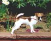 Jack-Russell-Terrier Foto: Buffy in voller Pracht! (ID 1507) Jack-Russell-Terrier Hund