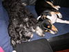 Jack-Russell-Terrier Foto: Lissy (Zwergschnauzer) und Frido (Jack-Russell) (ID 32687) Jack-Russell-Terrier Hund