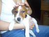 Jack-Russell-Terrier Foto: maya 9wochen alt (ID 22340) Jack-Russell-Terrier Hund