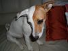 Jack-Russell-Terrier Foto: Frohes Fest! (ID 27381) Jack-Russell-Terrier Hund