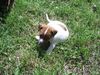 Jack-Russell-Terrier Foto: nellis russelbande,Alex der einzige der wie nelli aussieht (ID 32465) Jack-Russell-Terrier Hund