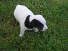 Jack-Russell-Terrier Foto: nellis russelbande,die antonia (ID 32467) Jack-Russell-Terrier Hund
