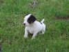 Jack-Russell-Terrier Foto: nellis russelbande,Alexis sie darf bei nelli bleiben (ID 32463) Jack-Russell-Terrier Hund