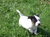 Jack-Russell-Terrier Foto: nellis russelbande,die Aischa (ID 32461) Jack-Russell-Terrier Hund