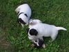 Jack-Russell-Terrier Foto: nellis russelbande,das erste mal drausen (ID 32466) Jack-Russell-Terrier Hund