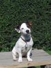 Jack-Russell-Terrier Foto: alexis mit 4 monaten (ID 34220) Jack-Russell-Terrier Hund
