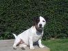 Jack-Russell-Terrier Foto: aisha mit 4 monaten (ID 34221) Jack-Russell-Terrier Hund